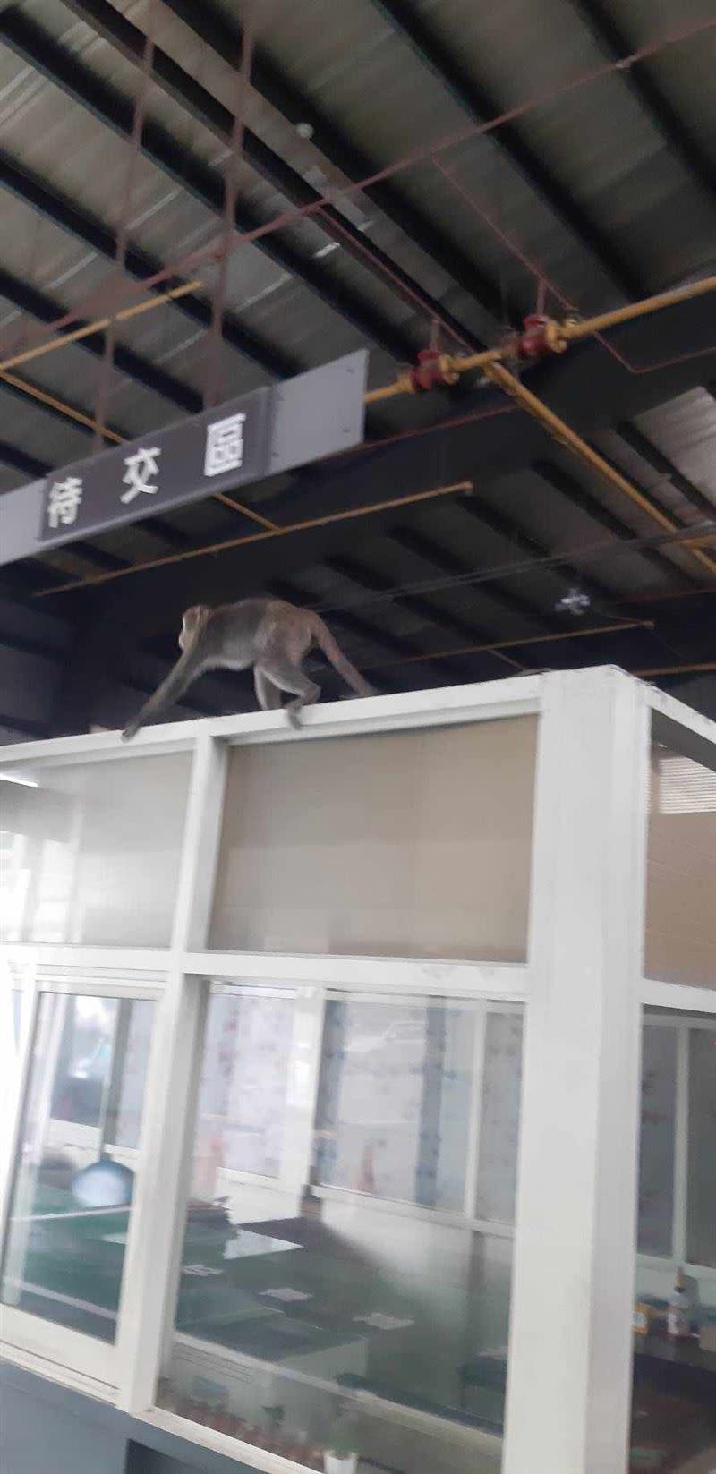 台灣獼猴相當活潑，在車廠四處走動。（圖／卓小姐授權提供）