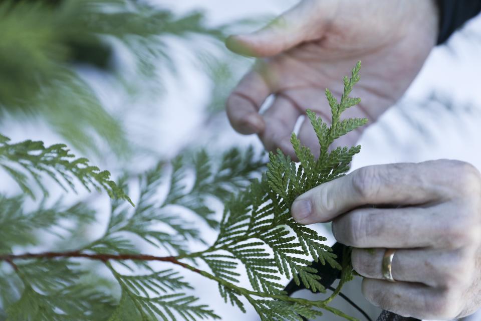 Peter Beedlow, scientist at the Environmental Protection Agency, holds the tip of a young Western Red Cedar tree in the Willamette National Forest, Ore., Friday, Oct. 27, 2023. Scientists are investigating what they say is a new, woefully underestimated threat to the world’s plants: climate change-driven extreme heat. (AP Photo/Amanda Loman)