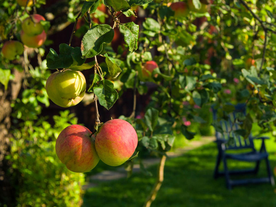 apple tree in garden