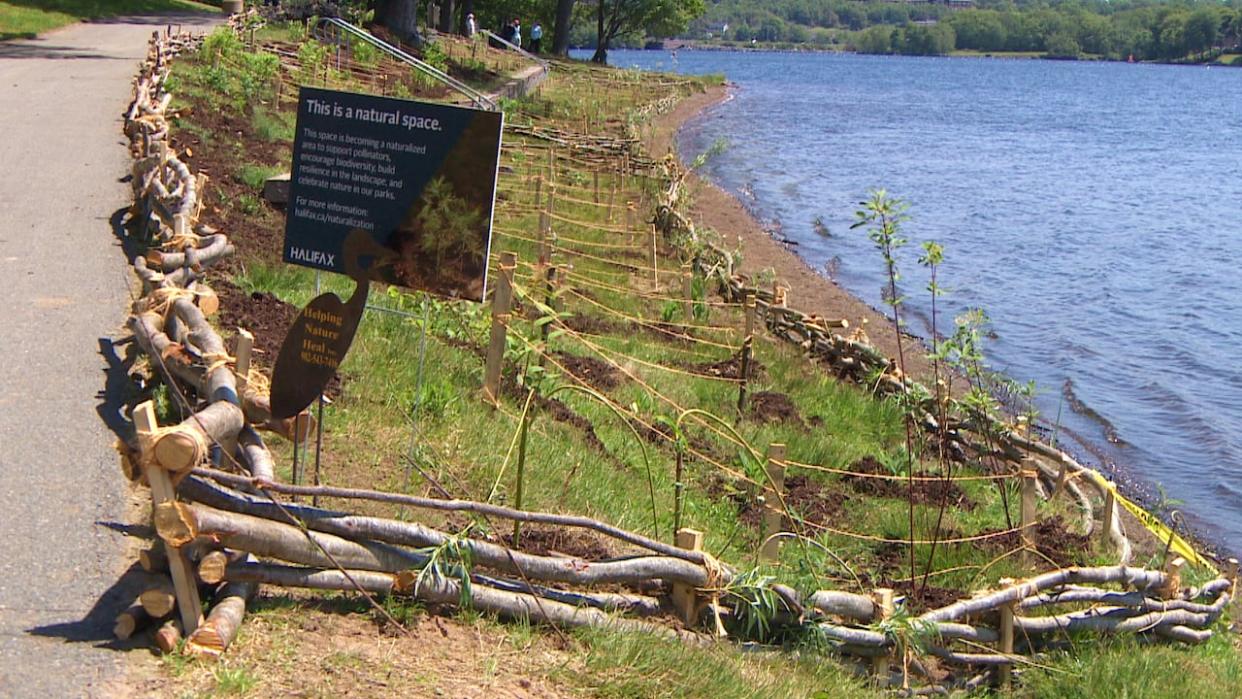 The fencing for the living shoreline at Lake Banook's Birch Cove Park is made up of alder that's woven to protect the perimeter of the site. (Pat Callaghan/CBC - image credit)