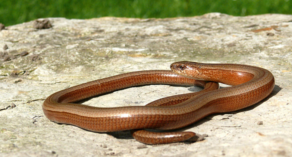 The reptile was thought to be a brown snake