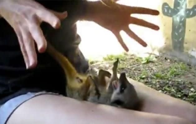 This baby meerkat is obsessed with getting its tummy tickled.