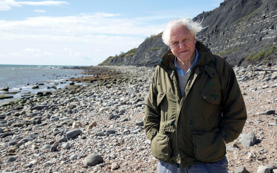 Sir David said: “The loss of the Sussex kelp forests over the past 40 years is a tragedy.    - BBC