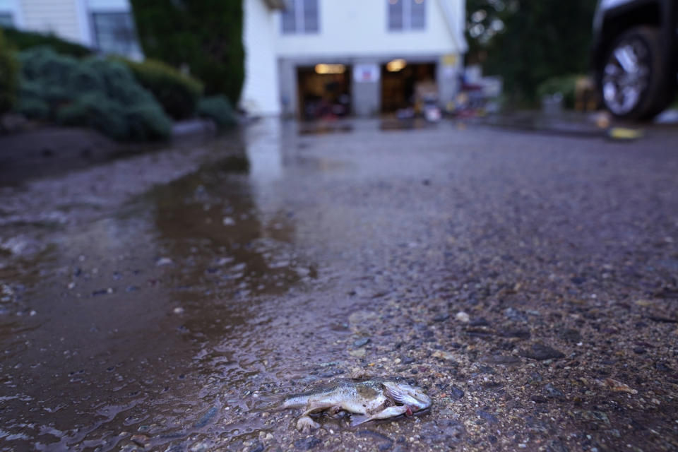 A fish lies on the driveway of a house near a river that overflowed in Woodland Park, N.J., Thursday, Sept. 2, 2021. (AP Photo/Seth Wenig)