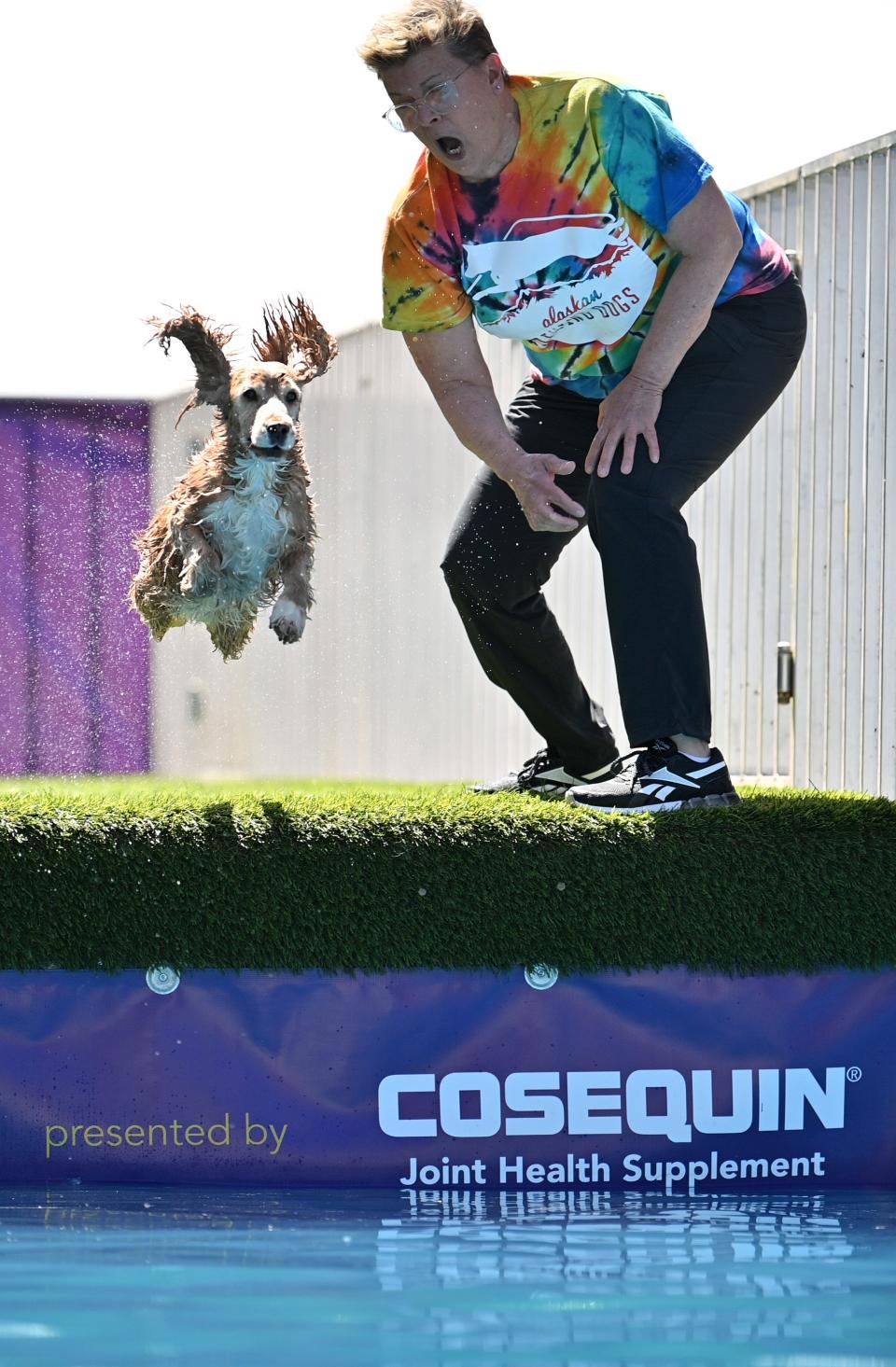 A dog performs during The 147th Annual Westminster Kennel Club Dog Show Presented by Purina Pro Plan - Canine Celebration Day at Arthur Ashe Stadium on May 06, 2023 in New York City.