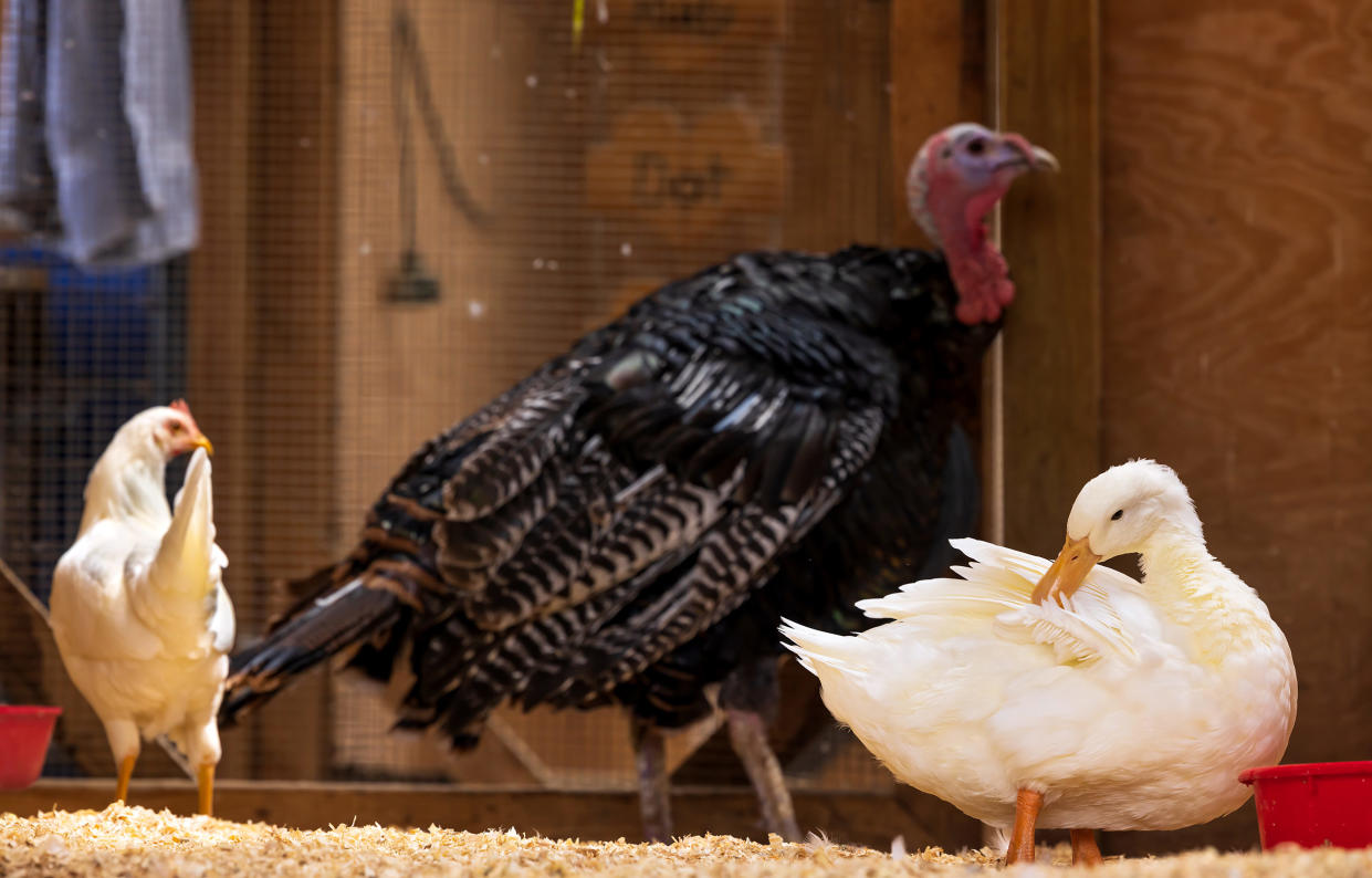 Luvin Arms Animal Sanctuary has saved more than 800 animals, including Walter the turkey, Kenai the chicken and Koda the duck. (Courtesy Luvin Arms Animal Sanctuary)