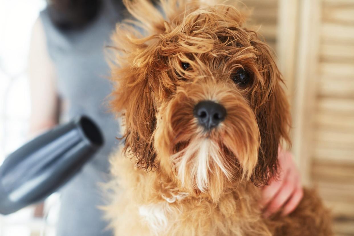 grooming dog at home; one way to save on pet expenses