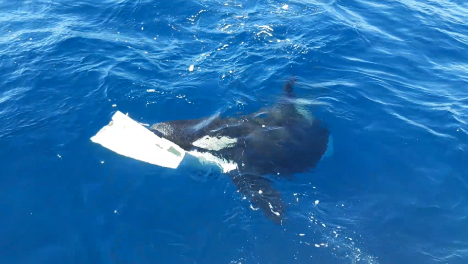 A juvenile killer whale swims away from the yacht with a large piece of fiberglass from the rudder in its mouth.