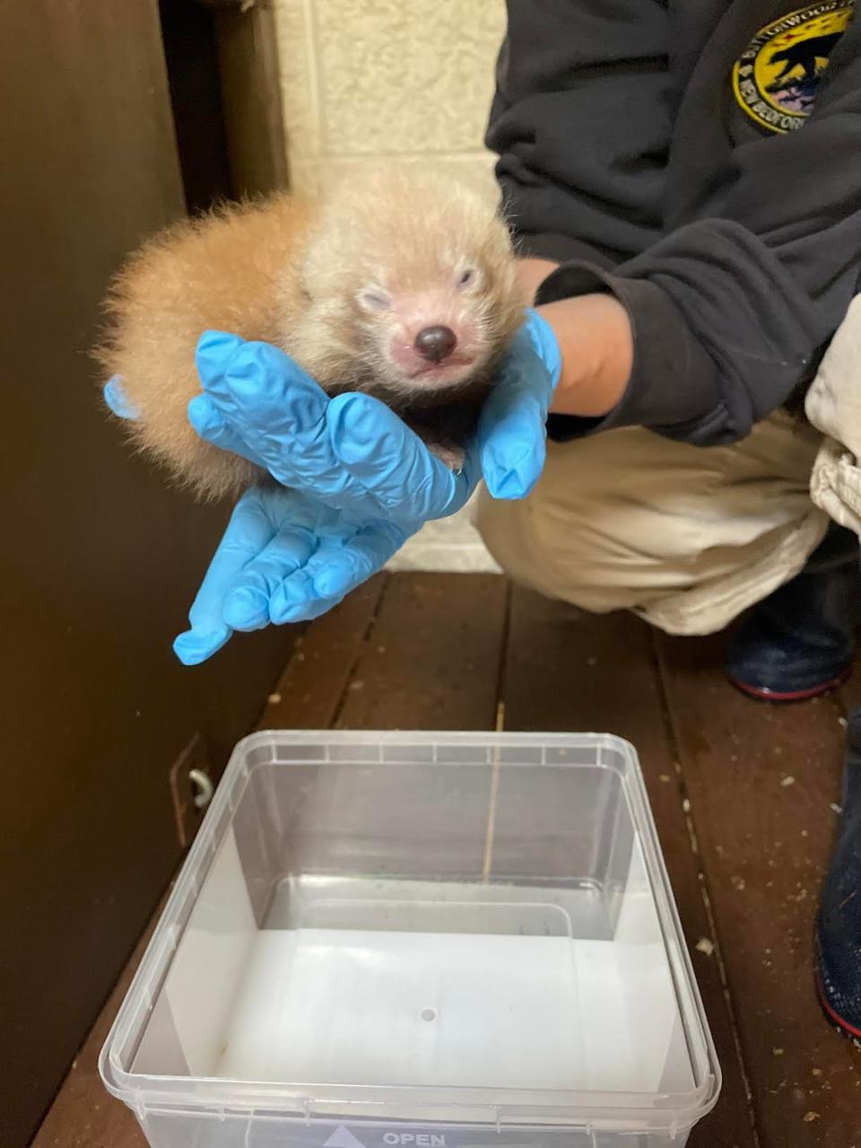 BPZOO’s female red panda, 5-year-old Marie, gave birth to two cubs on May 27.