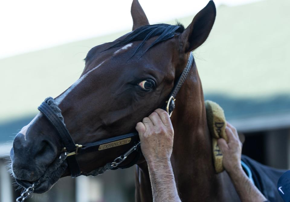 Kentucky Derby hopeful Dornoch looks around the stable area while being bathed on the backside at Churchill Downs. Special to the Courier Journal by Pat McDonogh. April 25, 2024