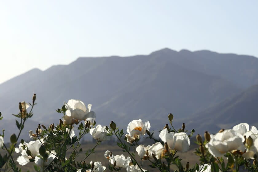 Flowers grow with the Topatopa Mountains seen in the foreground at Ojai, CA.