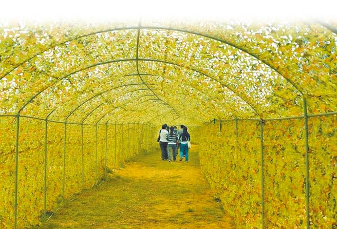 金管處在島上最大營巢地青年農莊設置迷彩偽裝的「賞鳥隧道」。（李金生攝）