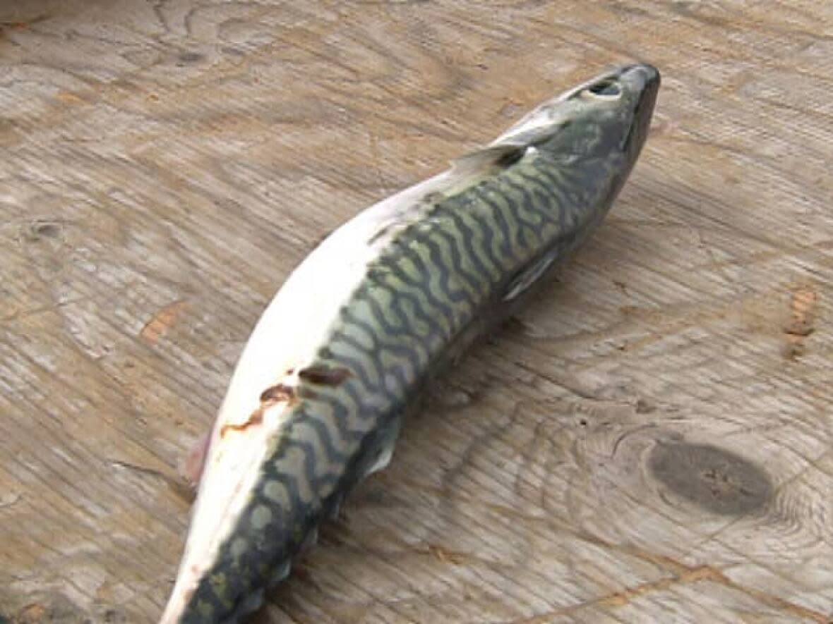 Last March the Department of Fisheries and Oceans put a moratorium on commercial fishing for mackerel across the East Coast. (CBC - image credit)