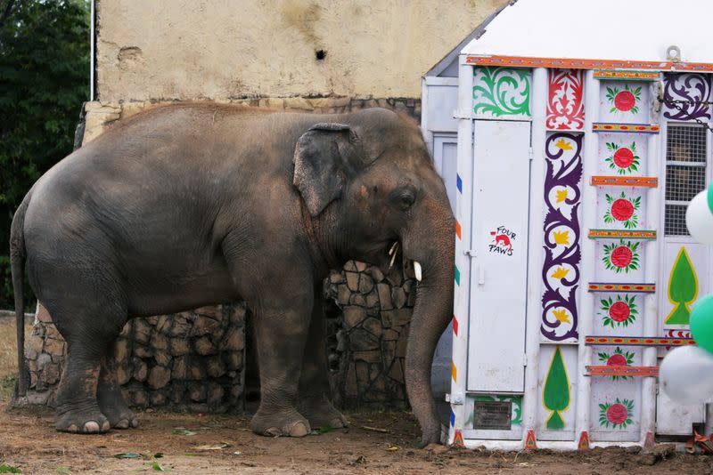 Farewell ceremony for Kaavan, an elephant waiting to be transported to a sanctuary in Cambodia, at the Marghazar Zoo in Islamabad