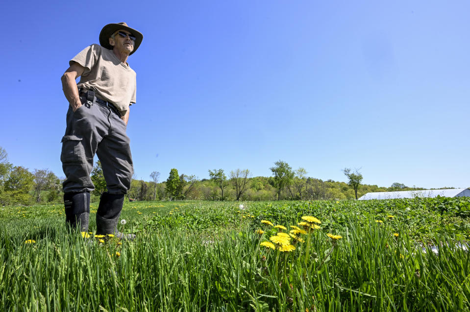 Seth Jacobs talks about his 500 pounds of marijuana he grew on his Slack Hollow farm in Argyle, N.Y., Friday, May 12, 2023. Jacobs is one of hundreds of small farmers growing New York's first legal adult marijuana crop and is having trouble moving product because there's only a dozen licensed dispensaries statewide to sell to. (AP Photo/Hans Pennink)