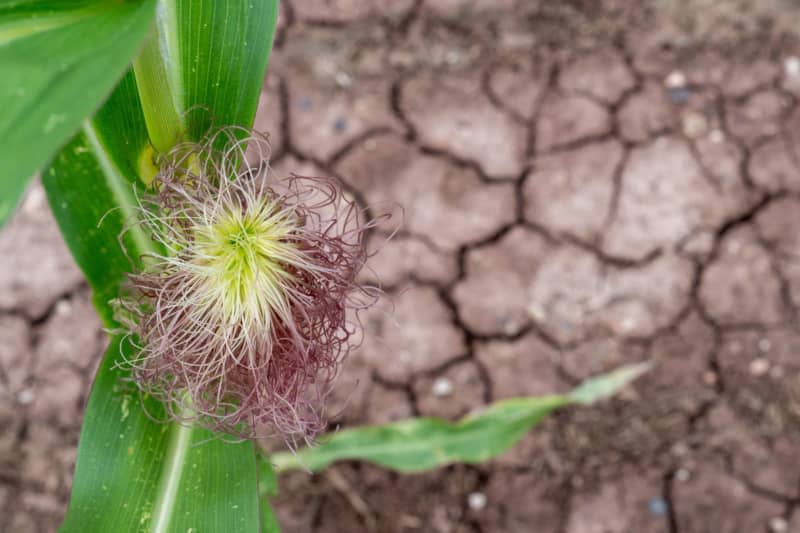 A corn plant blooms despite drought. Lawson's therapist suggested gardening so she first planted vegetables and fruits, including eggplant, corn, watermelon and cucumber, before later embracing flowers. Pia Bayer/dpa