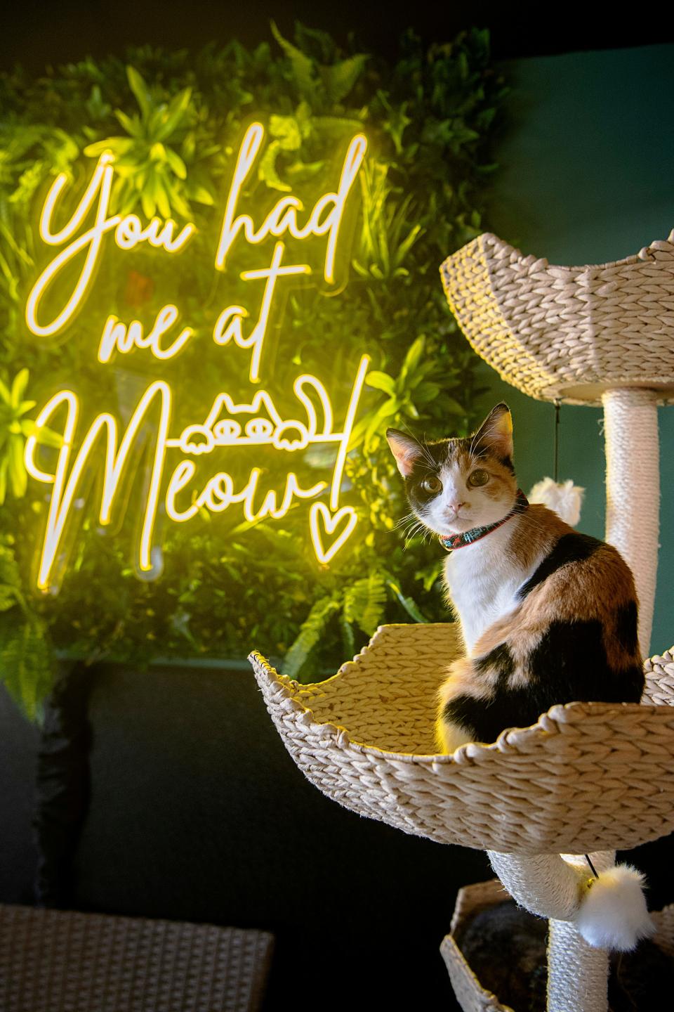 Lisa Fox and Clare Owensby have opened Cats at Play Café, a which offers the opportunity to cozy up on a couch with a refreshing beverage and in a chic room full of cuddly cats.