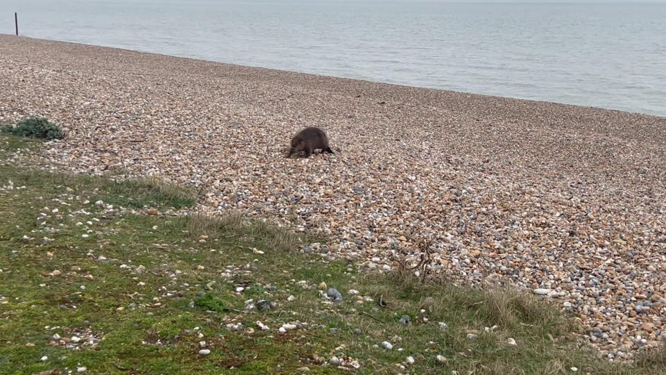 The beaver was close to saltwater, which can be life-threatening. (SWNS)