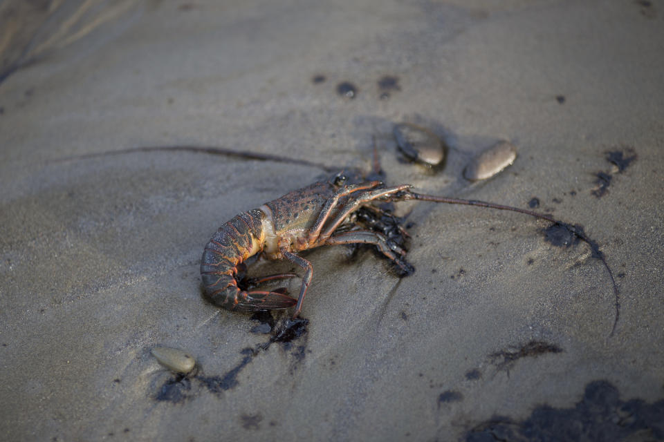 GOLETA, CALIFORNIA - MAY 20:  A dead lobster lies on an oil-covered beach after an oil spill near Refugio State Beach on May 20, 2015 north of Goleta, California. About 21,000 gallons spilled from an abandoned pipeline on the land near Refugio State Beach, spreading over about four miles of beach within hours. The largest oil spill ever in U.S. waters at the time occurred in the same section of the coast where numerous offshore oil platforms can be seen, giving birth to the modern American environmental movement.  (Photo by David McNew/Getty Images)