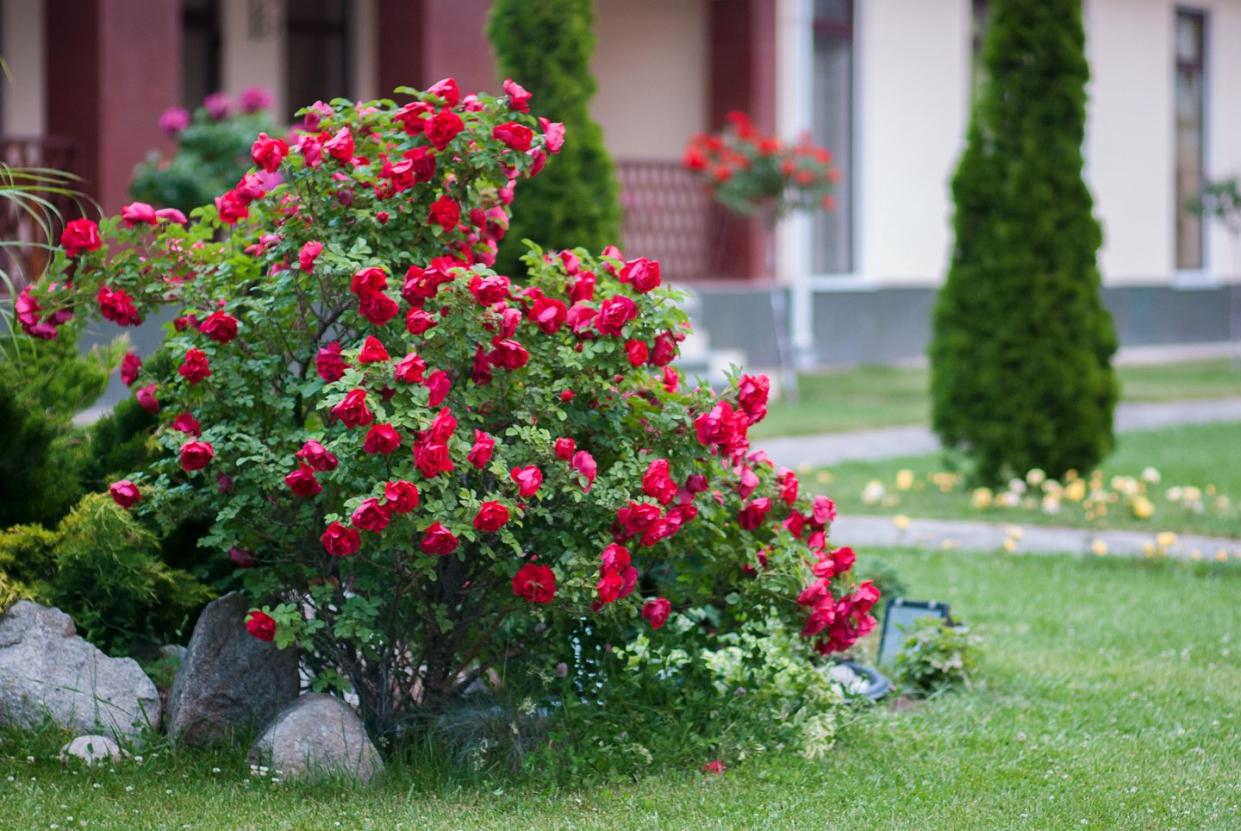 The best flowering shrubs are shrub roses