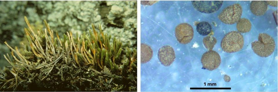 A photo of spike moss and a photo taken under a microscope showing spherical spores.