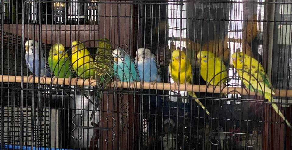 The son of an animal hoarder dropped off nearly 500 parakeets to Detroit Animal Welfare Group, which operates a shelter on a 25-acre farm in Macomb County's Bruce Township.