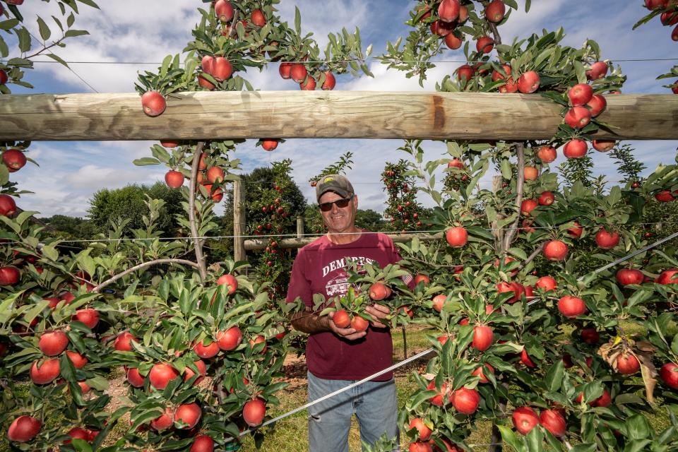 Jim Spollen, one of the owners of Demarest Farms and Orchard in Hillsdale, is shown with the Gala apple trees on Tuesday, August 29, 2023.