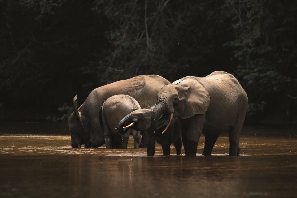 The health of forest elephants in Gabon’s Lopé National Park has worsened as trees' fruit production has dwindled (Malcom Starkey)