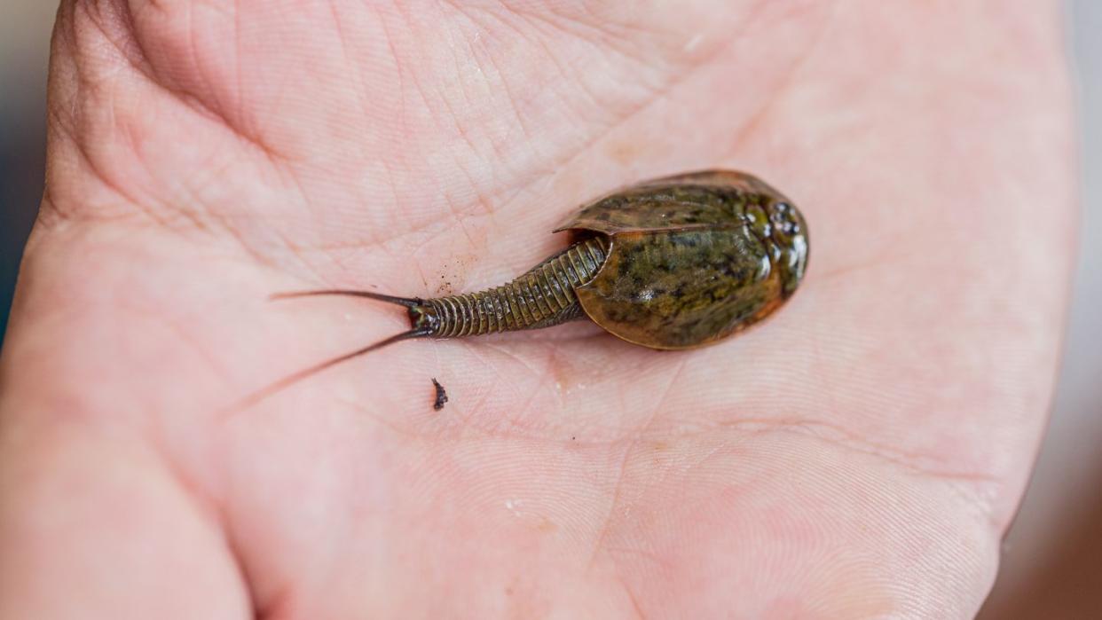 living fossil triops granarius tiny animal resting on a white hand