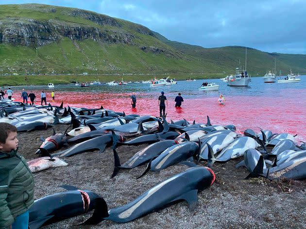 Dead white-sided dolphins lay on a beach after being pulled from the blood-stained water on the island of Eysturoy on Sunday (Photo: via Associated Press)
