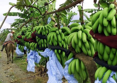 Osielito Santos pulls bunches of bananas by horse during harvesting at the Enilda banana farm at Bocas del Toro, on Panama's Atlantic coast, on October 10, 2002. The bananas will be shipped by the multinational firm Chiquita to Europe.