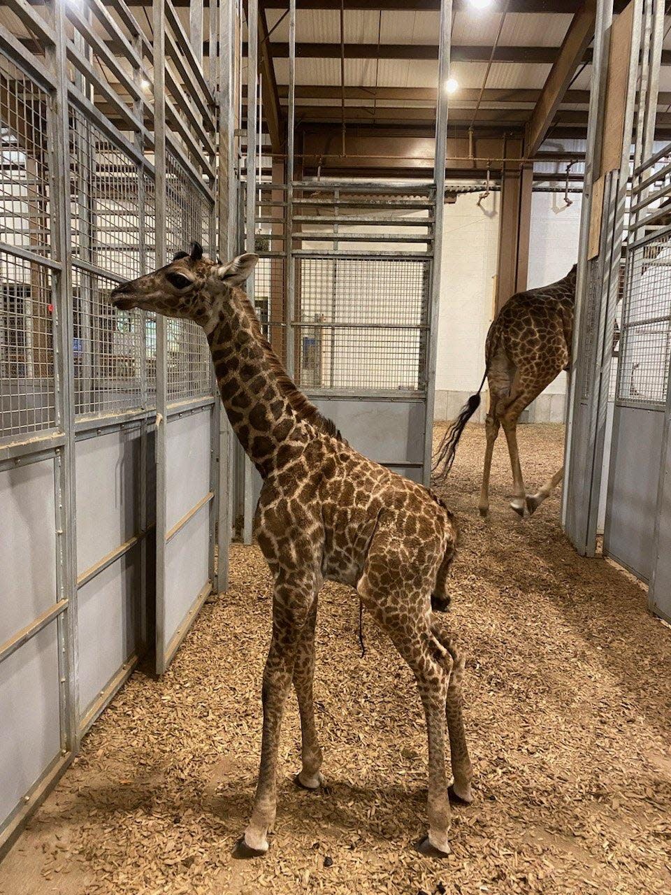 A giraffe calf was born to Masai giraffe Iggy on Dec. 13, 2023. The calf's gender was not yet known.