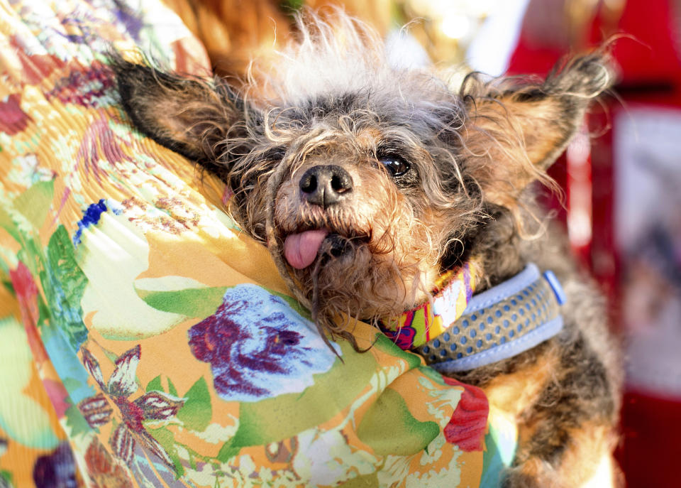 Scamp the Tramp rests after winning the World's Ugliest Dog Contest at the Sonoma-Marin Fair in Petaluma, Calif., Friday, June 21, 2019. (AP Photo/Noah Berger)