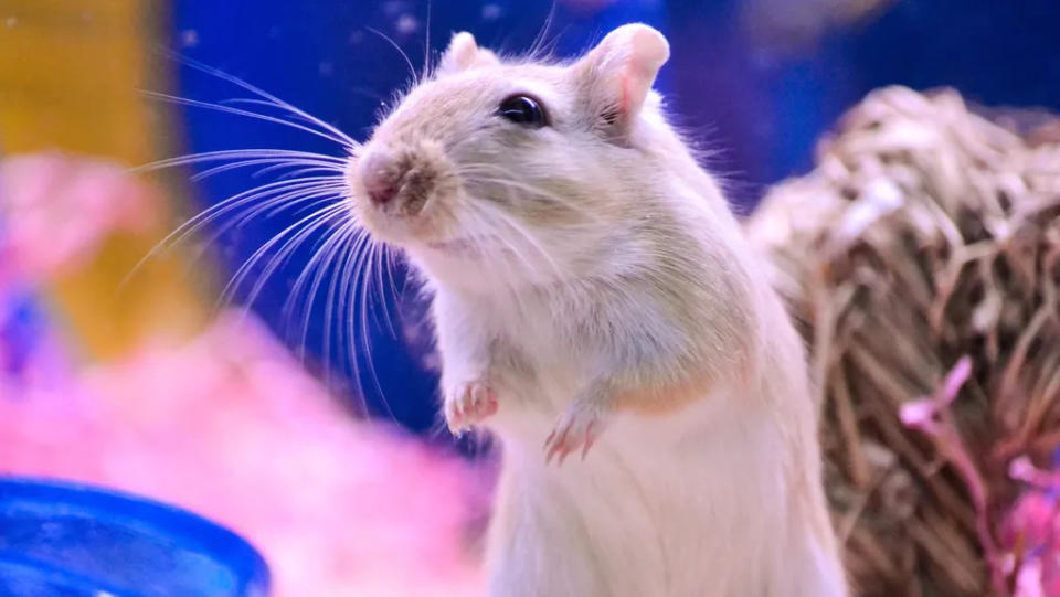 Experimento com roedores indicam que superbactérias vivem no corpo dos pacientes, antes mesmo da internação hospitalar (Imagem: Twenty20photos/Envato Elements)