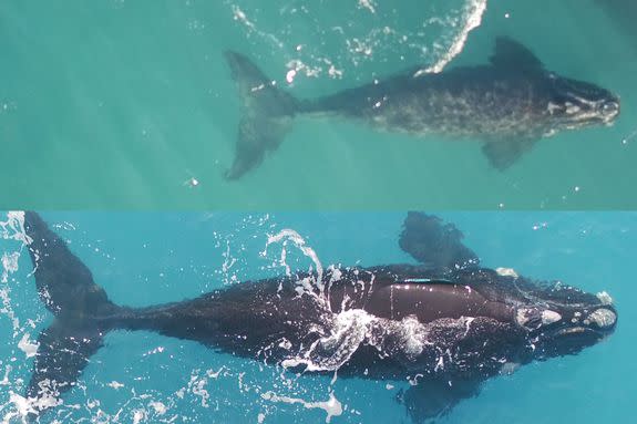 Bella's calf on July 3 (top) and September 4 (bottom). The calf grew 1.83 metres (6 foot) in length in two months.
