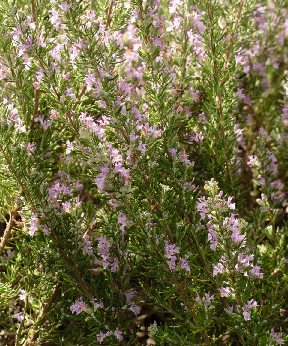 <p> <strong>Hardiness:</strong> USDA 8b/9a </p> <p> <strong>Height: </strong>3ft (1m) </p> <p> <strong>Best for:</strong> herbs  </p> <p> Decorative and useful, evergreen rosemary benefits from regular harvesting to keep bushes compact and healthy. <em>Rosmarinus</em> ‘Majorca Pink’ is one of the most fragrant Mediterranean plants in our selection and ideally suited to sunny container gardening or a border.  </p> <p> While tumbling rosemary types are perfect for the edges of raised beds, this cultivar is upright. It has needle-like leaves and pretty pale pink flowers from late winter to summer. Sun and well-drained soil are essential to get the most from this Mediterranean planting.  </p>