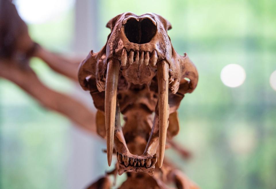 The Stories in Stone exhibit at the Mississippi Museum of Natural Science has a reproduction of a saber-toothed cat skeleton in Jackson, Miss, on Thursday, April 17, 2024.