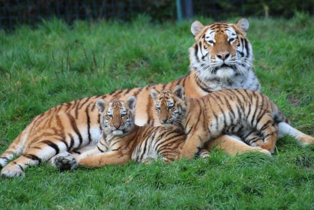 Endangered tiger cubs to get first public showing at Dublin Zoo