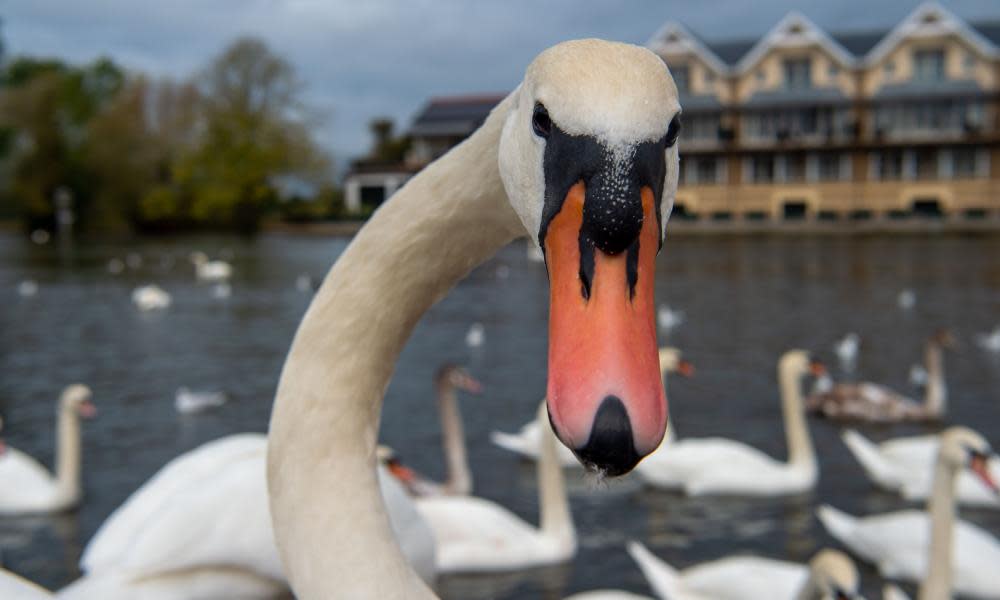 <span>Photograph: Maureen McLean/Rex/Shutterstock</span>