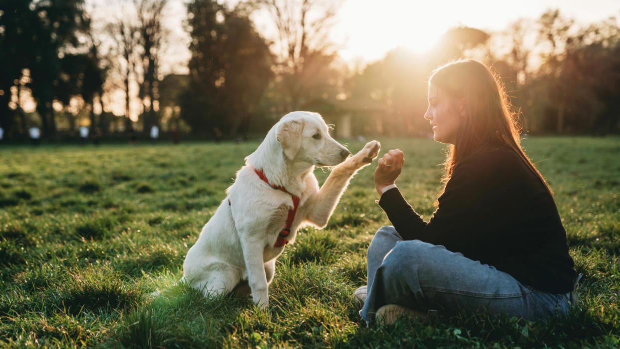  Woman training her puppy in the park. 