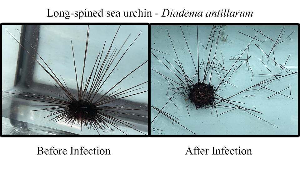 This combination of photos provided by researchers showing the same sea urchin before and after infection with ciliate microorganisms in the University of South Florida aquarium research facility in St. Petersburg, Fla. A tiny single-celled organism is to blame for a massive die-off of sea urchins in the Caribbean in 2022, researchers reported Wednesday, April 19, 2023, in the journalScience Advances. (Makenzie Kerr/University of South Florida College of Marine Science via AP)