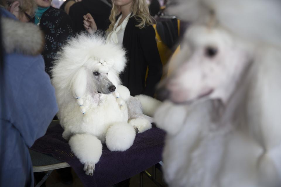 A Standard Poodle rests in the benching area of Pier 92 during the Westminster Kennel Club dog show, Monday, Feb. 10, 2014, in New York. (AP Photo/John Minchillo)