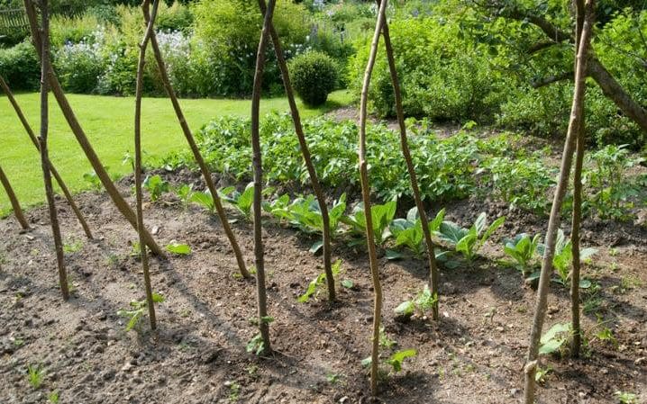 Fancy starting your own veg garden?  - Alamy