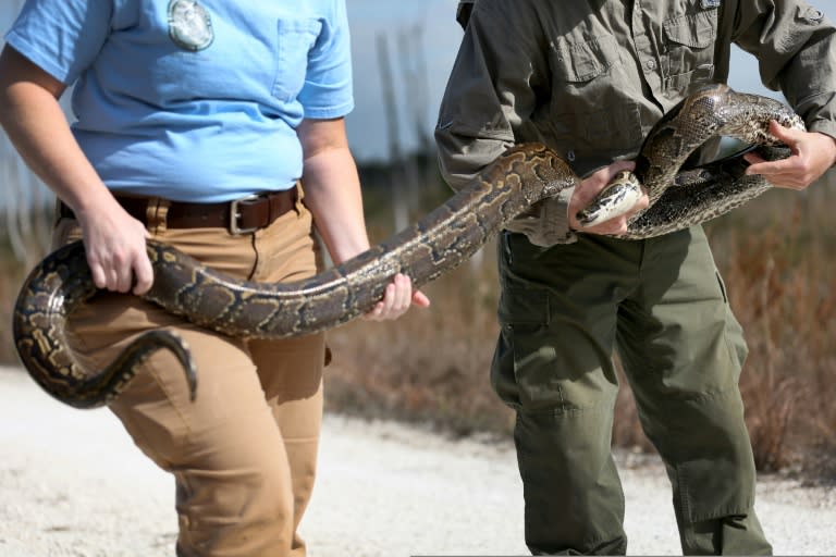 Many of non-native snakes found in the Everglades were introduced when people released pet snakes into the wild after they grew to large to keep