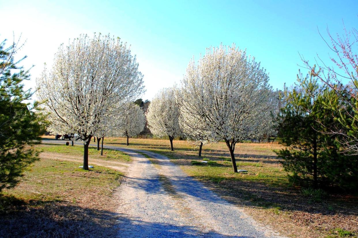 Bradford pear trees in bloom along a driveway in Sussex County, Del. <a href="https://flic.kr/p/9xfPoK" rel="nofollow noopener" target="_blank" data-ylk="slk:Lee Cannon/Flickr;elm:context_link;itc:0;sec:content-canvas" class="link ">Lee Cannon/Flickr</a>, <a href="http://creativecommons.org/licenses/by-sa/4.0/" rel="nofollow noopener" target="_blank" data-ylk="slk:CC BY-SA;elm:context_link;itc:0;sec:content-canvas" class="link ">CC BY-SA</a>