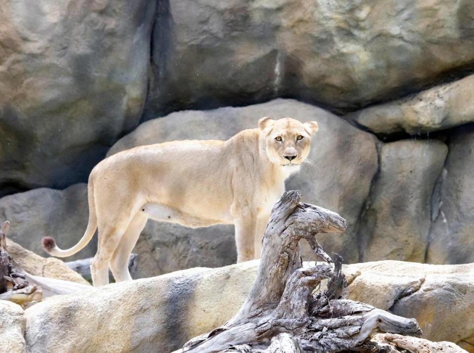 The first sign of movement in the lion exhibit started just before totality of the solar eclipse at the Fort Worth Zoo in Fort Worth, Texas, Monday Apr 08, 2024. The females came out of tall grass and dens to search the area where they are fed.