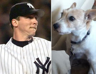 ny yankees dog