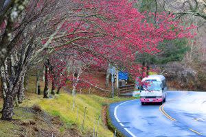 武陵農場是全台知名賞櫻景點之一｜Wuling Farm is one of the most famous spots to enjoy <span>cherry blossoms</span>. (Courtesy of Wuling Farm)