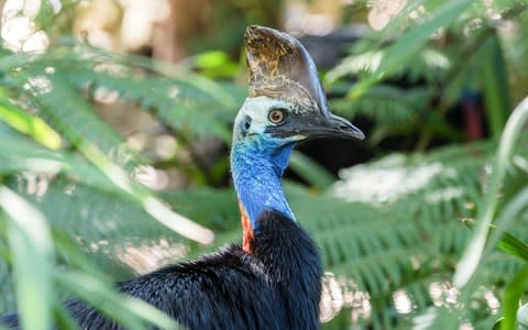 'Some 50 to 70 species of tree rely on the cassowary for seed dispersal' - Credit: Getty