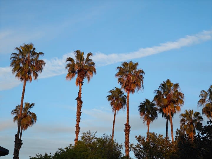 Zoomed in photo of palm trees taken with the OnePlus 12 telephoto camera.